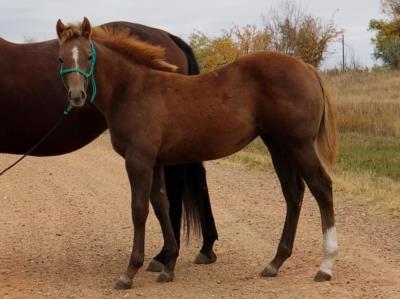 Mia Holly Gunpowder <BR> AQHA 6061500